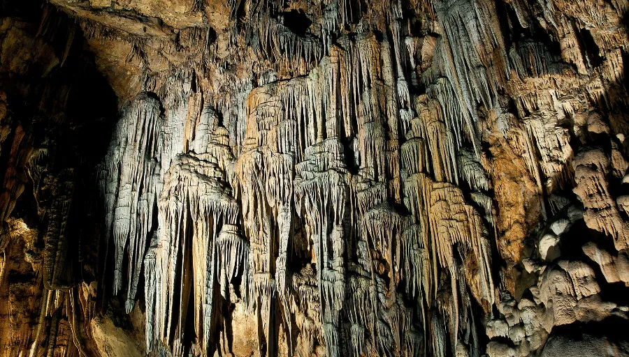 Nature Safari photo 8